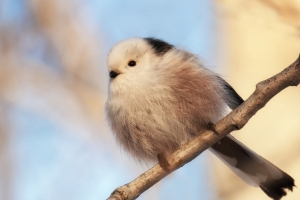 В омском дендросаду поселилась редкая птица-«львенок»