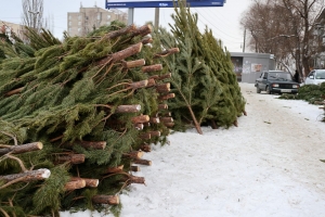 Вырубка елок и сосен для продажи на Новый год не вредит природе — омский лесхоз