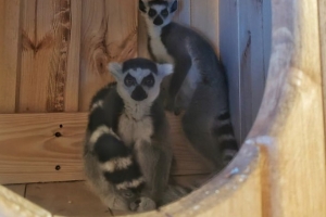 Карл и Клара: омичи выбирают имена для лемуров в Большереченском зоопарке 