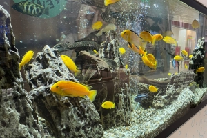 Отправляют даже хомяков и рыбок: в поездах из Омска за год уехали тысячи животных