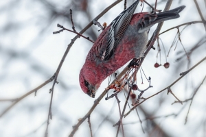 В омском дендросаду поселились «финские попугаи»: посмотрите на их фото