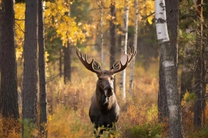 Лось, косуля, соболь: в Омске начался подсчет диких зверей