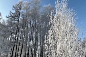 «Ниже -40°»: омские власти предупредили об аномальных холодах