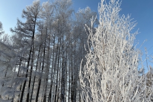 В Омскую область вернутся 30-градусные морозы
