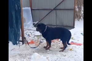 В Омске домашнюю собаку оставили на привязи у мусорных баков