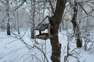 В Омскую область прилетели вестники весны