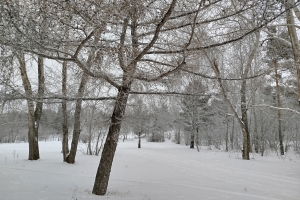 На юге Омской области раньше срока расцвела верба