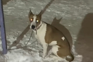 Еще одну собаку бросили на детской площадке в Омске: приют ищет ей новый дом