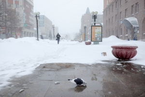 В Омскую область снова идет кратковременная оттепель со снегопадом