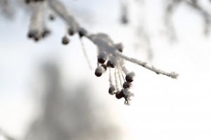 На бульваре Победы в Омске при уборке снега повредили деревья и кустарники