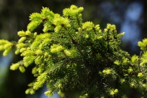 Туи, голубые ели и сосны: какие деревья посадят в Омске