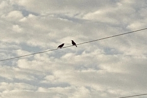 Зима сдает позиции: в Омскую область прилетели скворцы