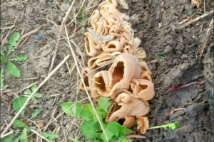 Первые грибы в Омске: омичи нашли ослиное ухо и навозник