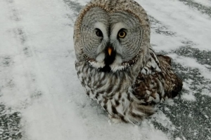 На севере Омской области заметили краснокнижную неясыть