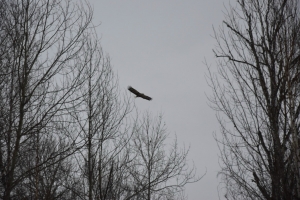 В Омской области заметили краснокнижного орлана