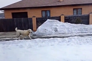 Среднеазиатская овчарка держит в страхе жителей деревни Ракитинка в Омском районе