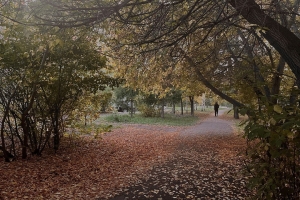 Названы причины гибели омских лесов