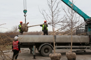 В Омске начали перевозить клены с Олимпийской аллеи