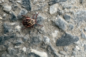 В Омскую область наконец поступила вакцина против клещевого энцефалита