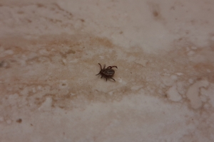 Омский экоцентр закроют из‑за обработки от клещей