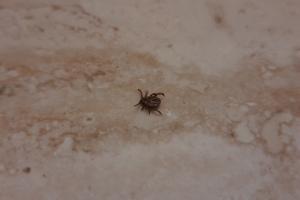 Омская область вошла в список регионов с наибольшим числом укусов клещей