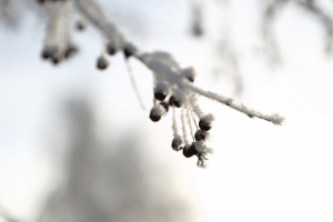 Мокрый снег и сильный ветер: в Омской области ухудшится погода