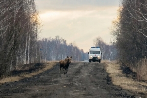 В Омской области началась весенняя миграция лосей - они могут выбегать на дороги