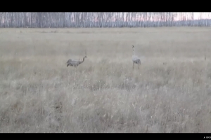 Омский охотинспектор заснял «вальс» журавлей (видео)