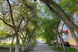 В Омске ищут подрядчика для выкорчевки и высверливания пней