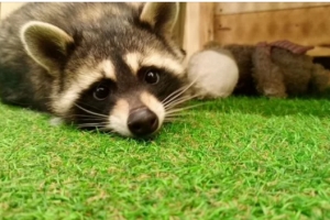 «Конкурентов нет»: в Омске до сих пор продают енотокафе 