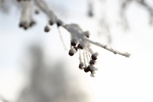На севере Омской области выпал снег