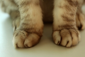 В Омской области пенсионерка умерла после укуса больной кошки