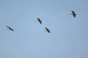 В Омскую область прилетели  лебеди-кликуны и кудрявые пеликаны