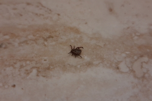 В Омской области зафиксировано уже 89 укусов клещей