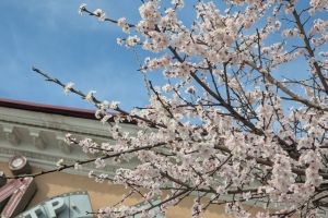 Майское тепло до +30° сменится резким похолоданием и штормовым ветром в Омской области