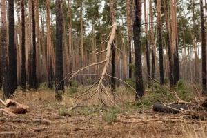 Лесной пожар вспыхнул из-за грозы в Омской области