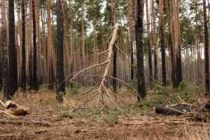 В районе Омской области объявлена чрезвычайная пожарная опасность