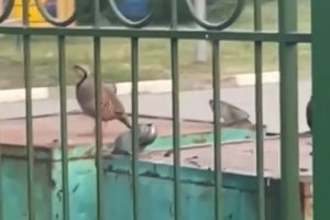 В центре Левобережья заметили каменную куропатку - птицу, которой не должно быть в Омске
