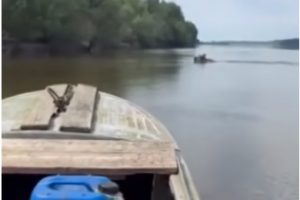 В Омской области лось устроил заплыв через Иртыш