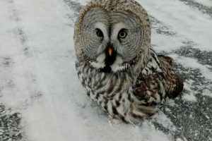 В шести районах Омской области изучат виды флоры и фауны из Красной книги  