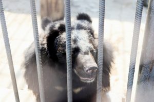 Грибники встретили медведицу с медвежонком на севере Омской области