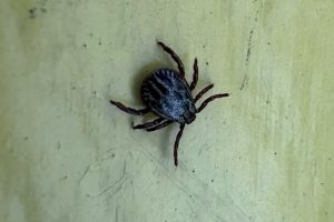 В Омске временно закрыта зеленая зона детского экоцентра