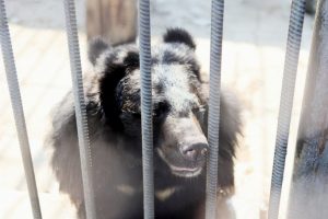Медведи в Омской области: почему их становится больше и как не стать жертвой хищника