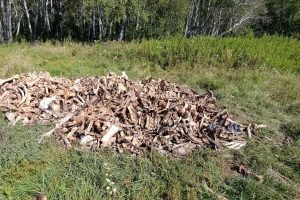 В Омске и Омском районе нашли свалки костей и полутуш скота