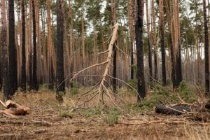 В районе Омской области объявлена пожарная опасность