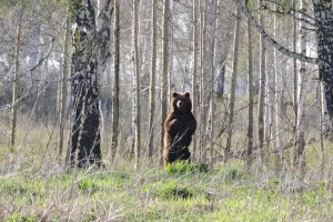 В Омской области осудили мужчину за перевозку шкур бурого медведя