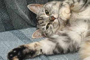 «Тыгыдык в три ночи? Это не магия, это инстинкт»: зоопсихолог объясняет, почему кошки делают странные вещи