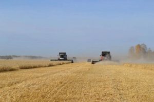 Омские аграрии собрали более 2,5 млн тонн зерна