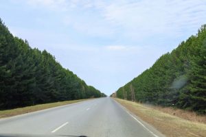 Туман и дым накрыли трассу в Омской области