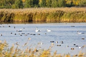 В Омск прилетела стая лебедей: где их можно увидеть